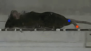 SuppVid8_MarkerlessTracking